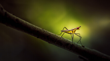 Banana Stalk Flies or Cactus fly and long legs on tree branch with light nature background, Red eyes insect, Selected focus.