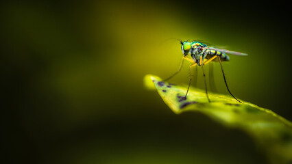 Close up of green long-legged fly or Austrosciapus connexus on green leaf. Insect photo in Thailand, Light nature background, Selective focus.