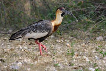 Buff-necked Ibis closeup portrait in Pantanal, Brazil