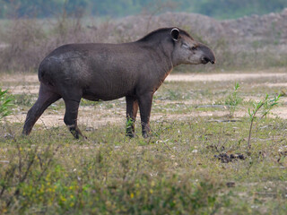 South American Tapir closeup portrait in Pantanal, Brazil