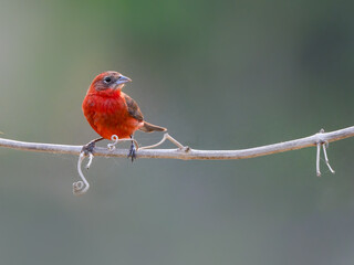 ed-crested Finch perched on tree branch in Pantanal, Brazil