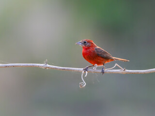 ed-crested Finch perched on tree branch in Pantanal, Brazil