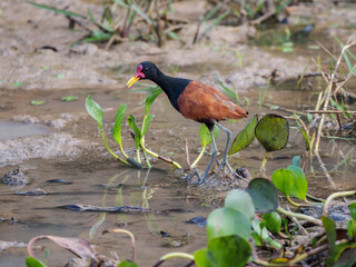 Wattled Jacana foraging on the muddy shore of the pond