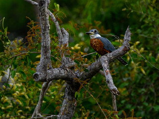 Ringed Kingfisher perched on tree branch in Pantanal, Brazil