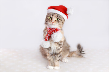 Cute Cat with Green Eyes in a Santa Claus Hat sits and looks. Cat close up. Kitten in a red hat on a white background. Kitten with big green eyes. Merry Christmas. Winter. Pets. Happy New Year. Xmas