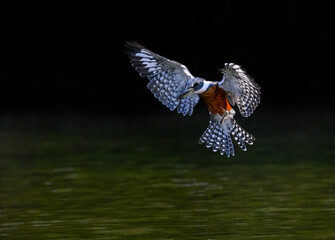 Fototapeta premium Ringed Kingfisher in flight, diving for the fish