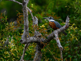 Ringed Kingfisher perched on tree branch in Pantanal, Brazil