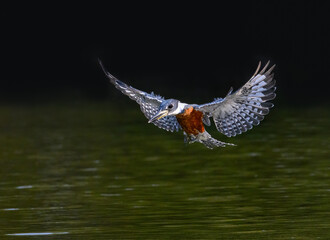Ringed Kingfisher in flight, diving for the fish
