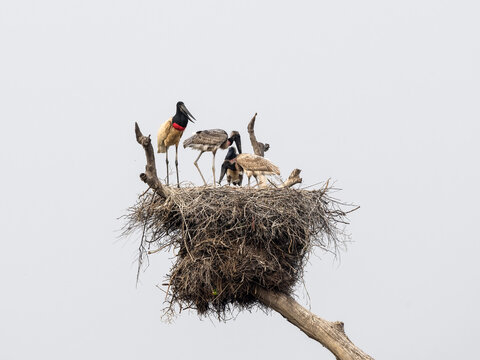 Jabiru with three chicks standing on the nest