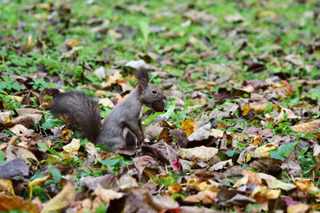 クルミをくわえて立つエゾリス