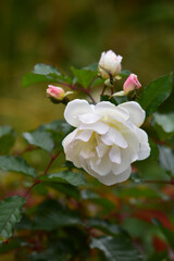 白い秋のバラ