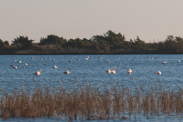 Beautiful vibrant view of Korission Lake Lagoon landscape, Corfu island, Greece with pink flamingos flock, Ionian sea beach and mountains in a summer sunny day