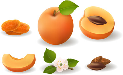 Apricot fruits flower and kernels