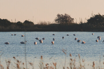 Beautiful vibrant view of Korission Lake Lagoon landscape, Corfu island, Greece with pink flamingos flock, Ionian sea beach and mountains in a summer sunny day