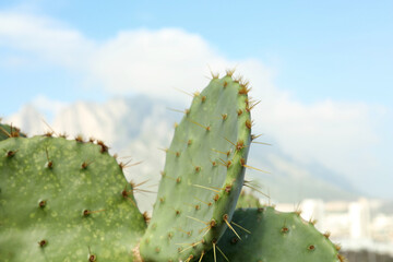 Beautiful cacti and mountains on background, closeup. Space for text