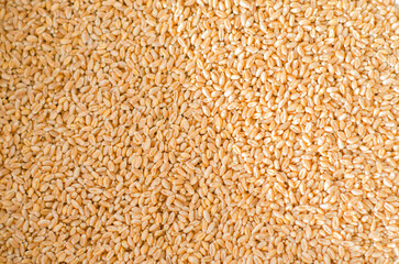 organic wheat grains as background texture