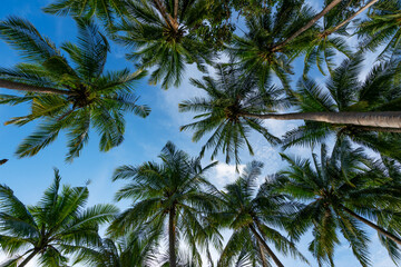 Fototapeta na wymiar Bottom view of tropical palm trees leaves in blue sky background Natural exotic photo frame Leaves on the branches of coconut palm trees against the blue sky in sunny summer day Phuket island Thailand