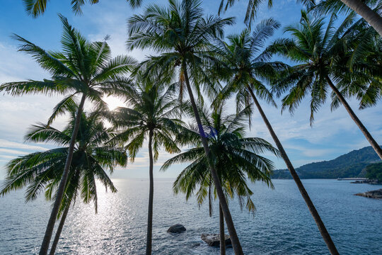 Bottom view of tropical palm trees leaves in blue sky background Natural exotic photo frame Leaves on the branches of coconut palm trees against the blue sky in sunny summer day Phuket island Thailand