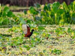 Wattled Jacana with open wings foraging on the pond with aquatic plants