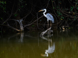 Cocoi Heron with reflection standing on the snag