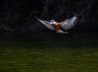Ringed Kingfisher in flight, diving for the fish
