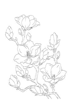 hand drawn magnolia sketch vector image