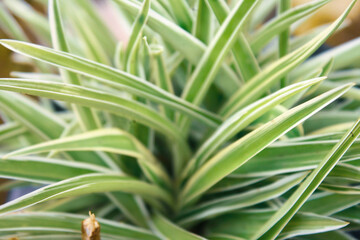 Morning summer or spring. Beautiful wildflowers with dew drops at dawn, light blur, selective focus. Shallow depth of field.