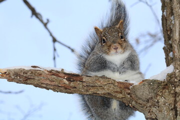 Squirrel in the park