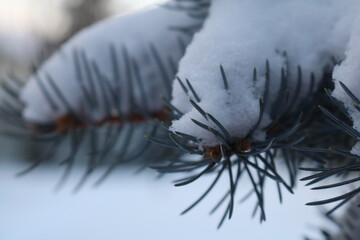 close up of a frozen leaf