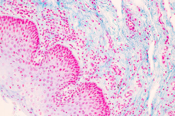 Backgrounds of Characteristics Tissue of Vagina Human under the microscope in Lab.