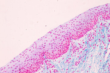 Backgrounds of Characteristics Tissue of Vagina Human under the microscope in Lab.