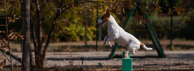 Jack Russell Terrier dog jumping over a wooden barrier in a dog playground. 