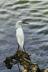 snowy egret on rock in water