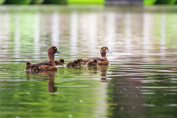 Tufted duck Family swims with their ducklings in green lake water.