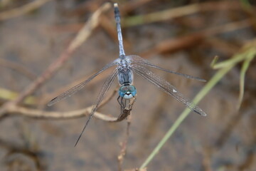 Blue Percher Dragonfly on a branch edge