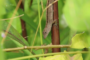 Brown Anole lizard on a tree branch