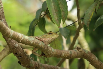 Changeable Lizard on a tree branch