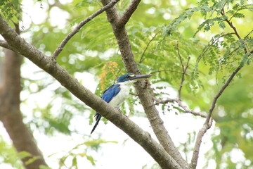 Collared Kingfisher up on a tree