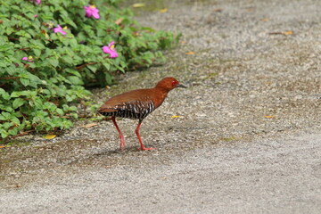 Red Legged Crake on the ground