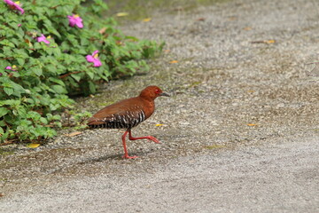 Red Legged Crake on the ground