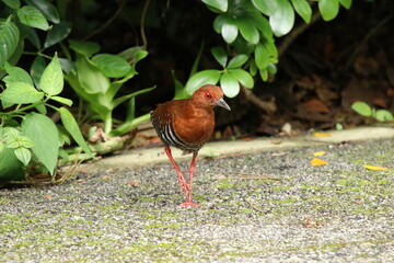 Red Legged Crake on the ground