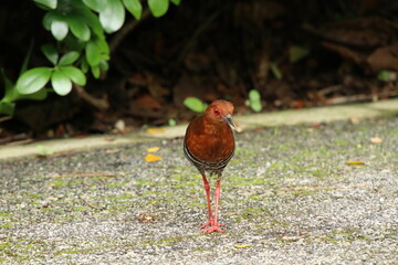 Red Legged Crake on the ground