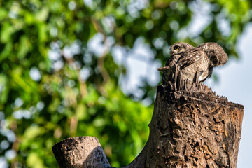 2 birds that live as families are located on the branches of trees with a white background.Spotted owlet are natural wildlife. Resident of open habitats including farmland and human habitation.