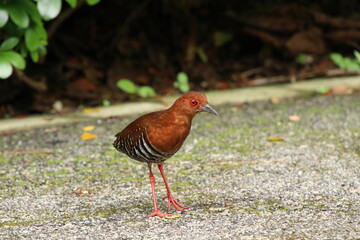Red Legged Crake on the ground