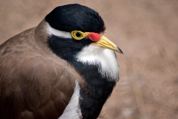 this is a close up of a banded lapwing