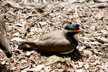 the banded lapwing is restring on a net