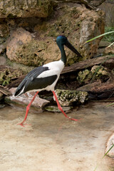 this is a side view of ablack necked stork