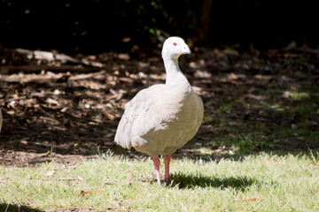 this is a close up of a cape barren goose