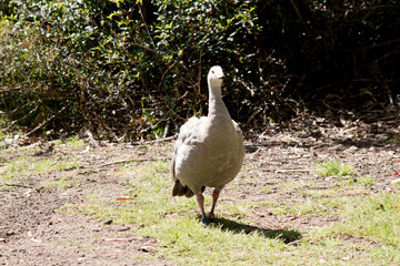 the cape barren goose is looking for food