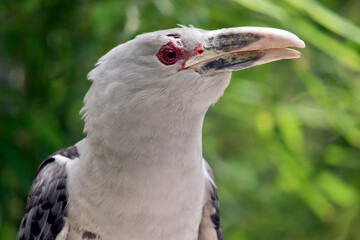 this is a close up of a channel bill cuckoo